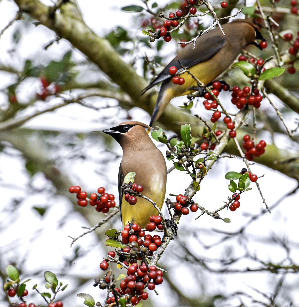 Cedar Waxwing - ML618905078