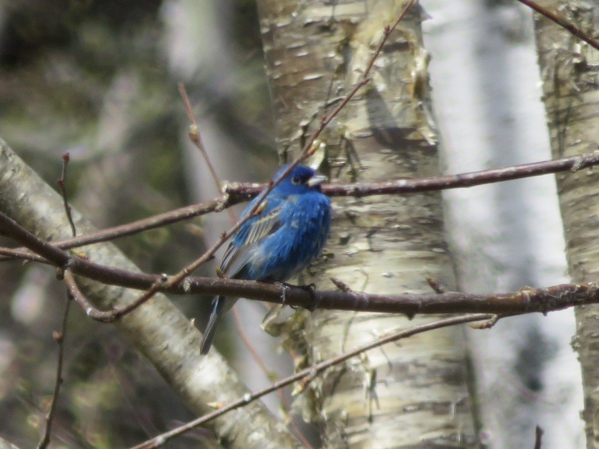 Indigo Bunting - ML618905079