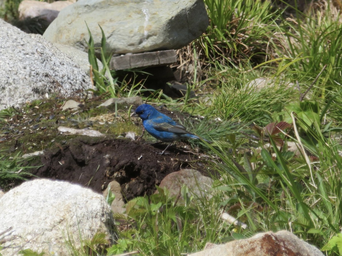 Indigo Bunting - Susan Cline