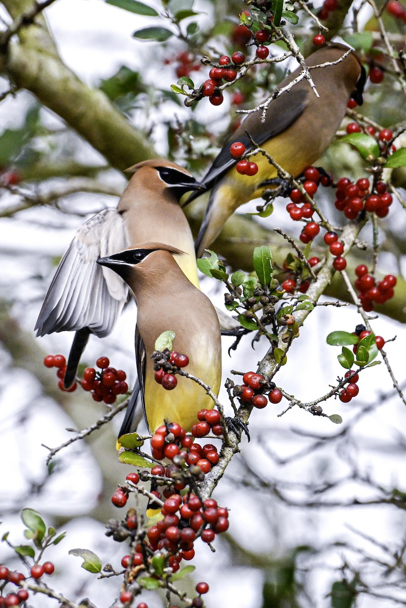 Cedar Waxwing - Patrick Maurice