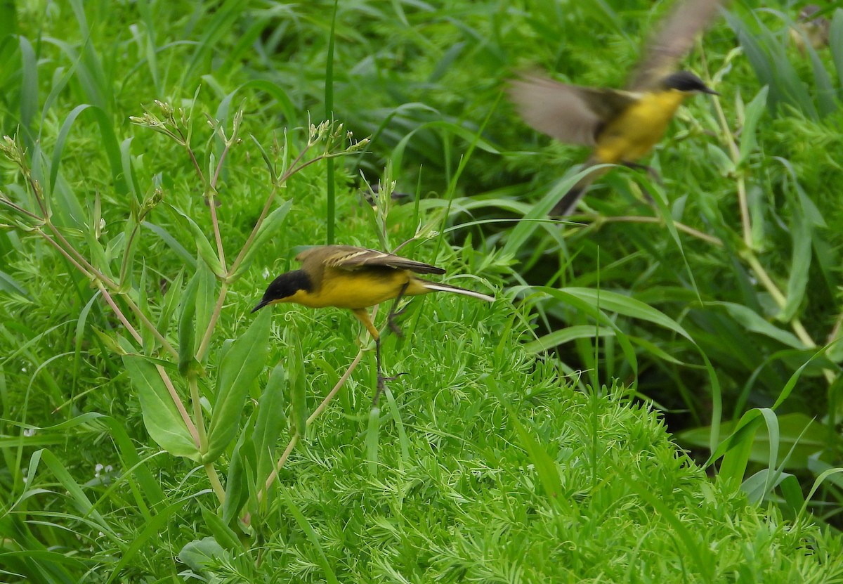 Western Yellow Wagtail (feldegg) - Francesco Barberini