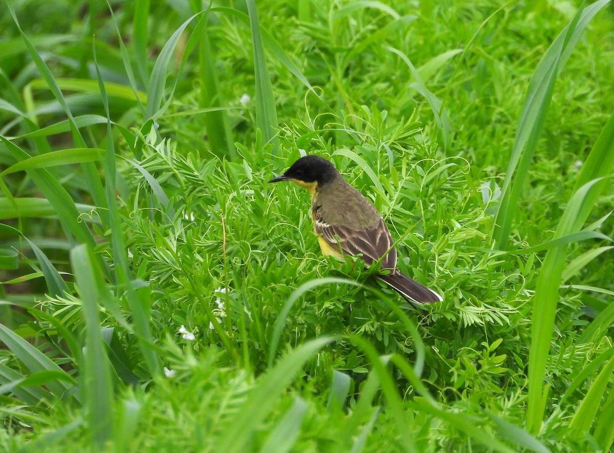 Western Yellow Wagtail (feldegg) - Francesco Barberini