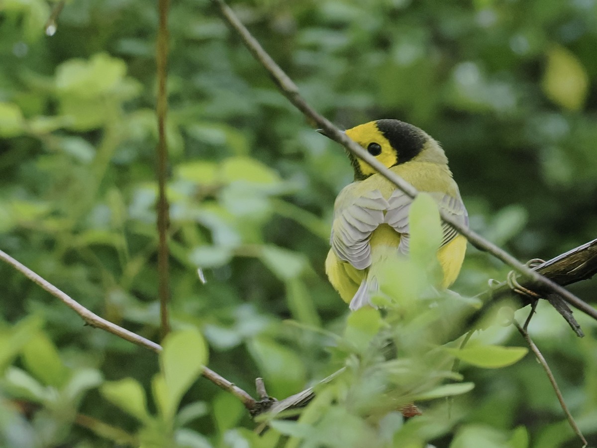 Hooded Warbler - June Smith