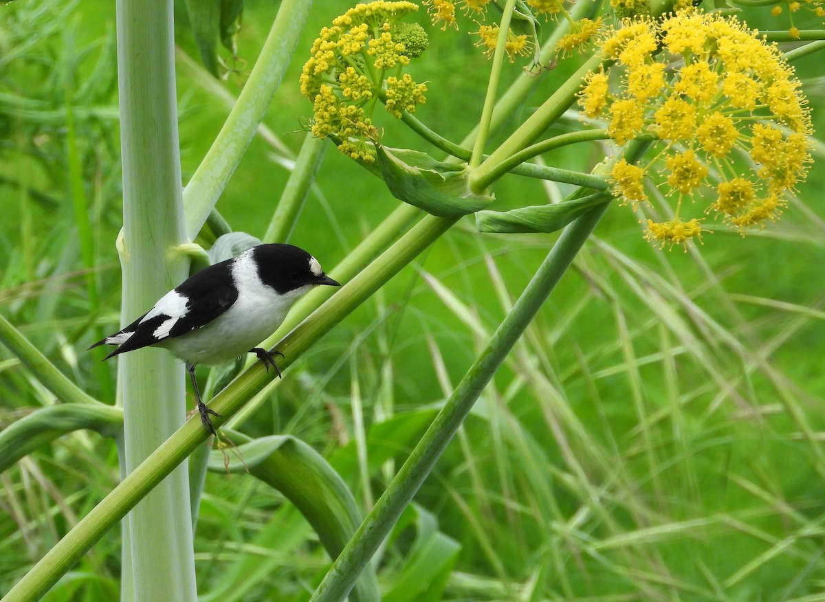 Collared Flycatcher - Francesco Barberini