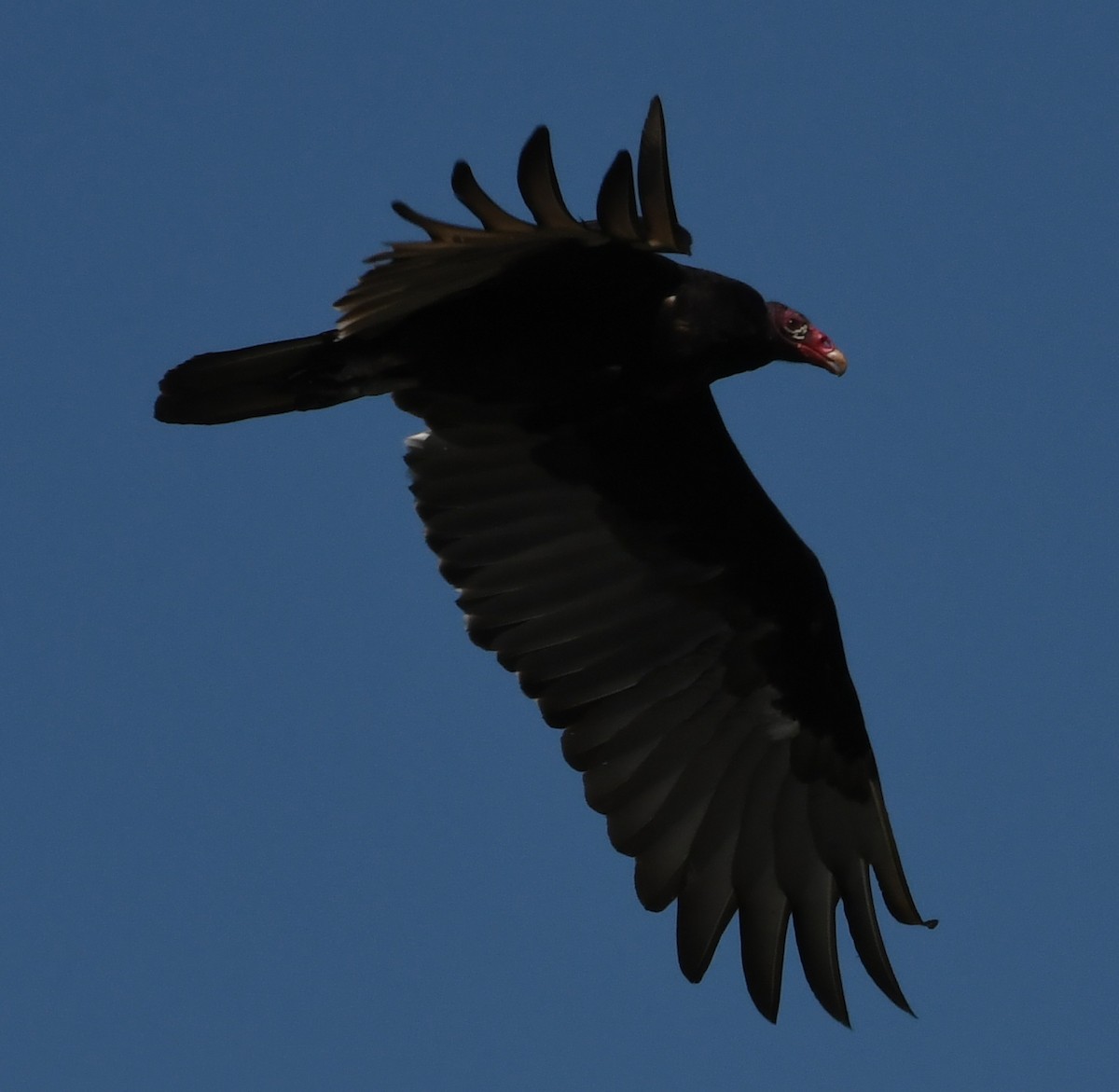 Turkey Vulture - ML61890511