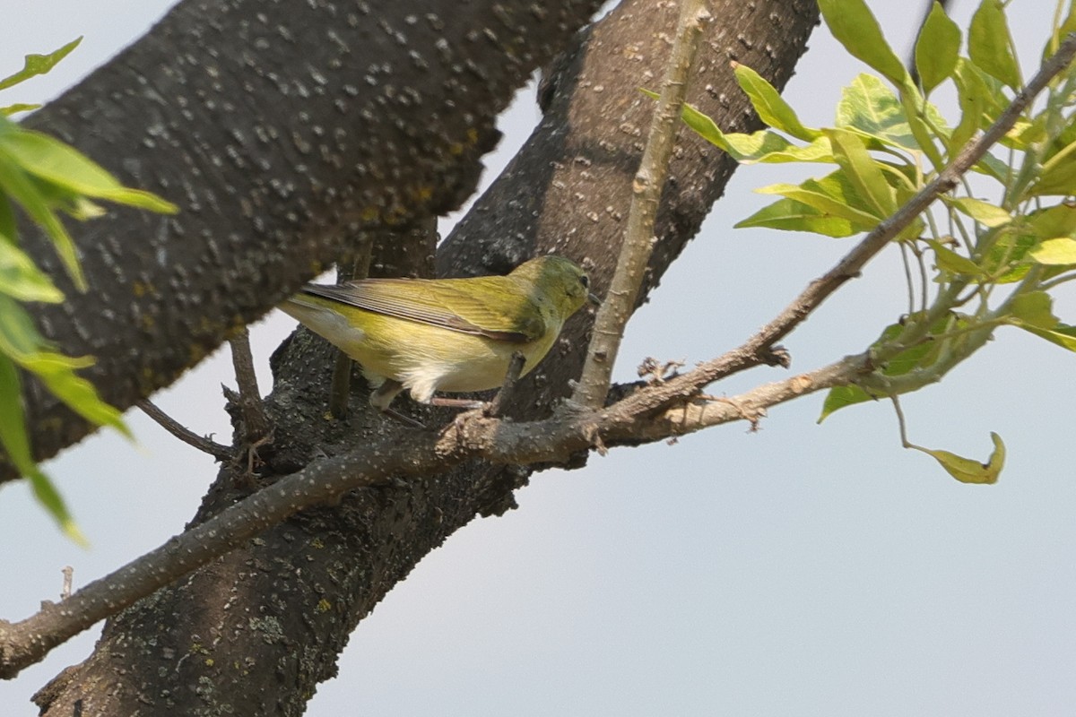 Tennessee Warbler - ML618905119