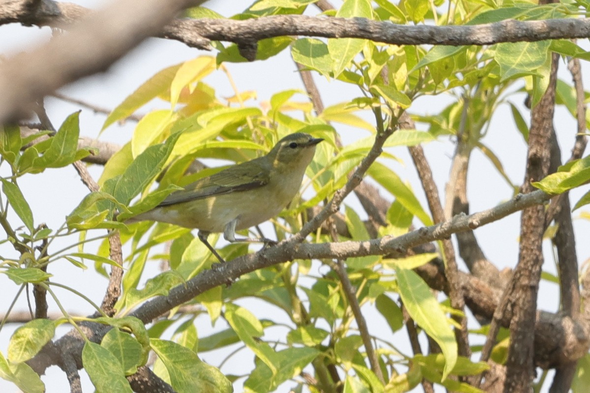 Tennessee Warbler - ML618905120