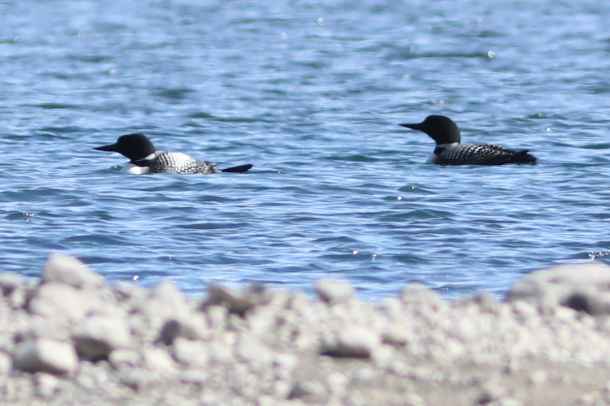 Common Loon - Irene Crosland