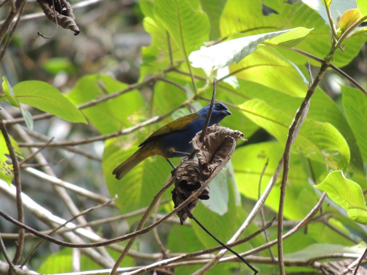 Blue-capped Tanager - Carolina Dávila