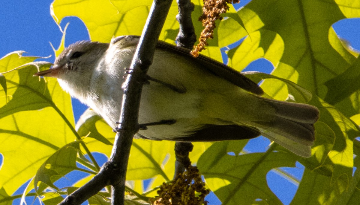 Least Flycatcher - ML618905149