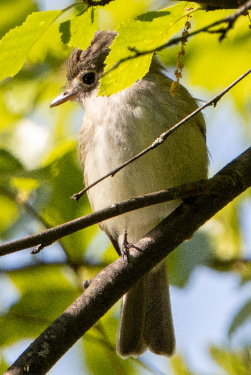 Least Flycatcher - ML618905153