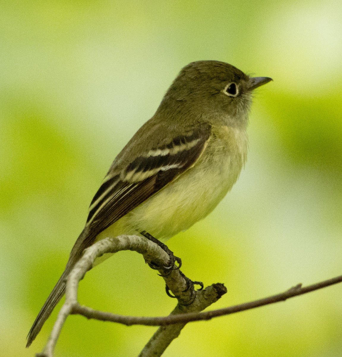 Moucherolle tchébec - ML618905156