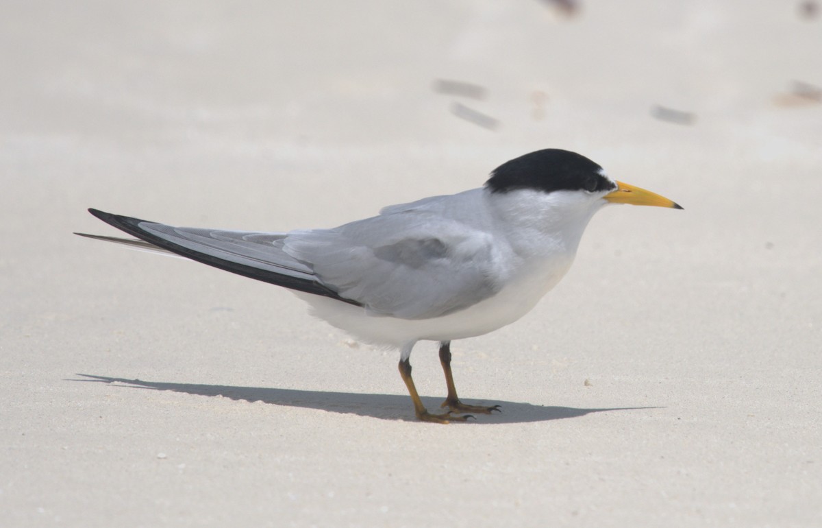 Least Tern - Giuseppe Speranza