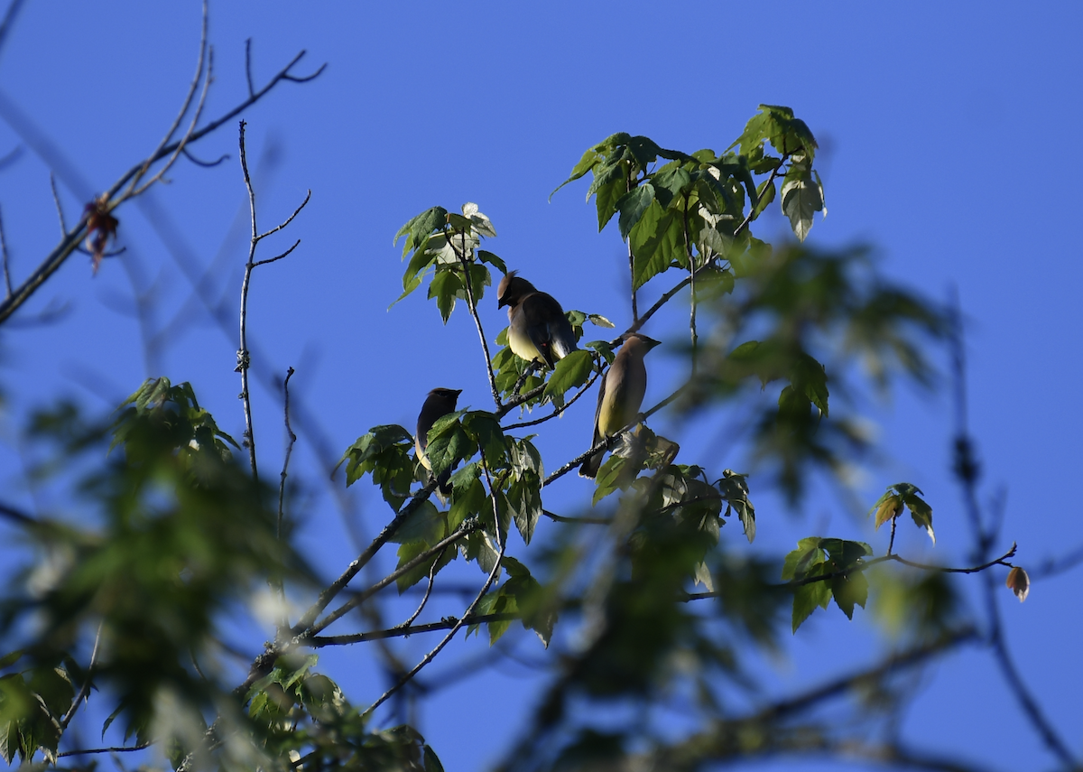 Cedar Waxwing - Brady Wilson