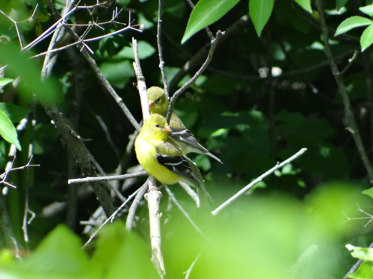 American Goldfinch - Andrew Raamot and Christy Rentmeester
