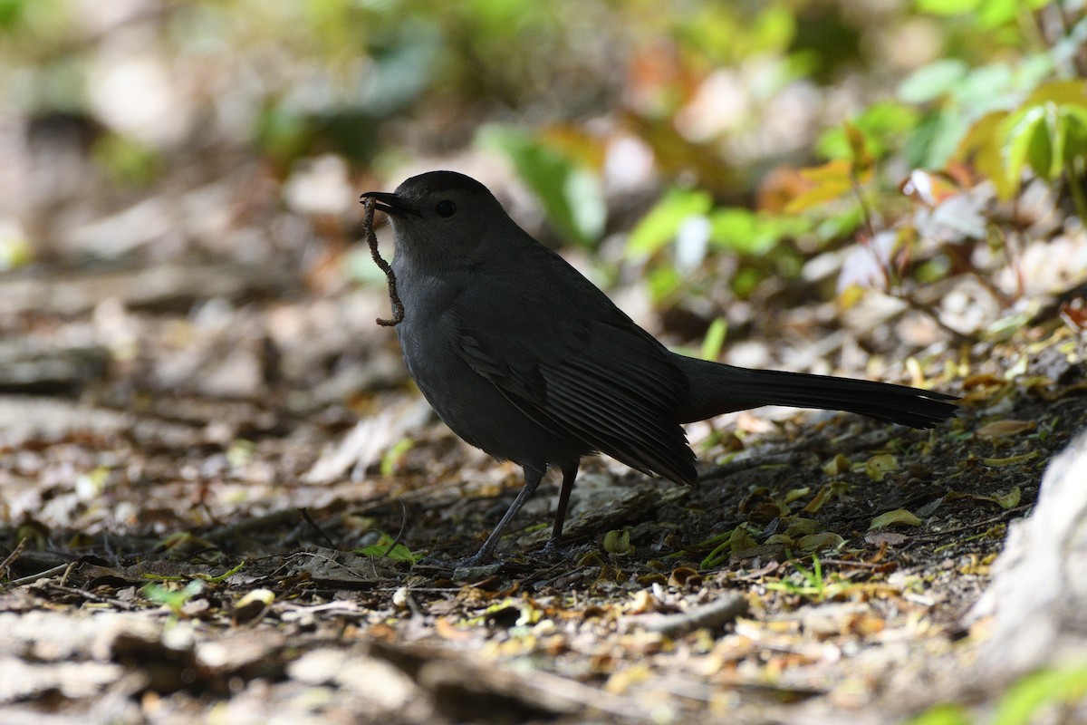 Gray Catbird - ML618905189