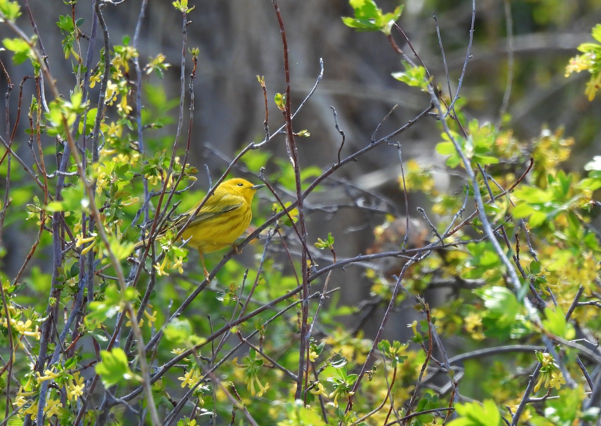 Yellow Warbler - Christine Sparks