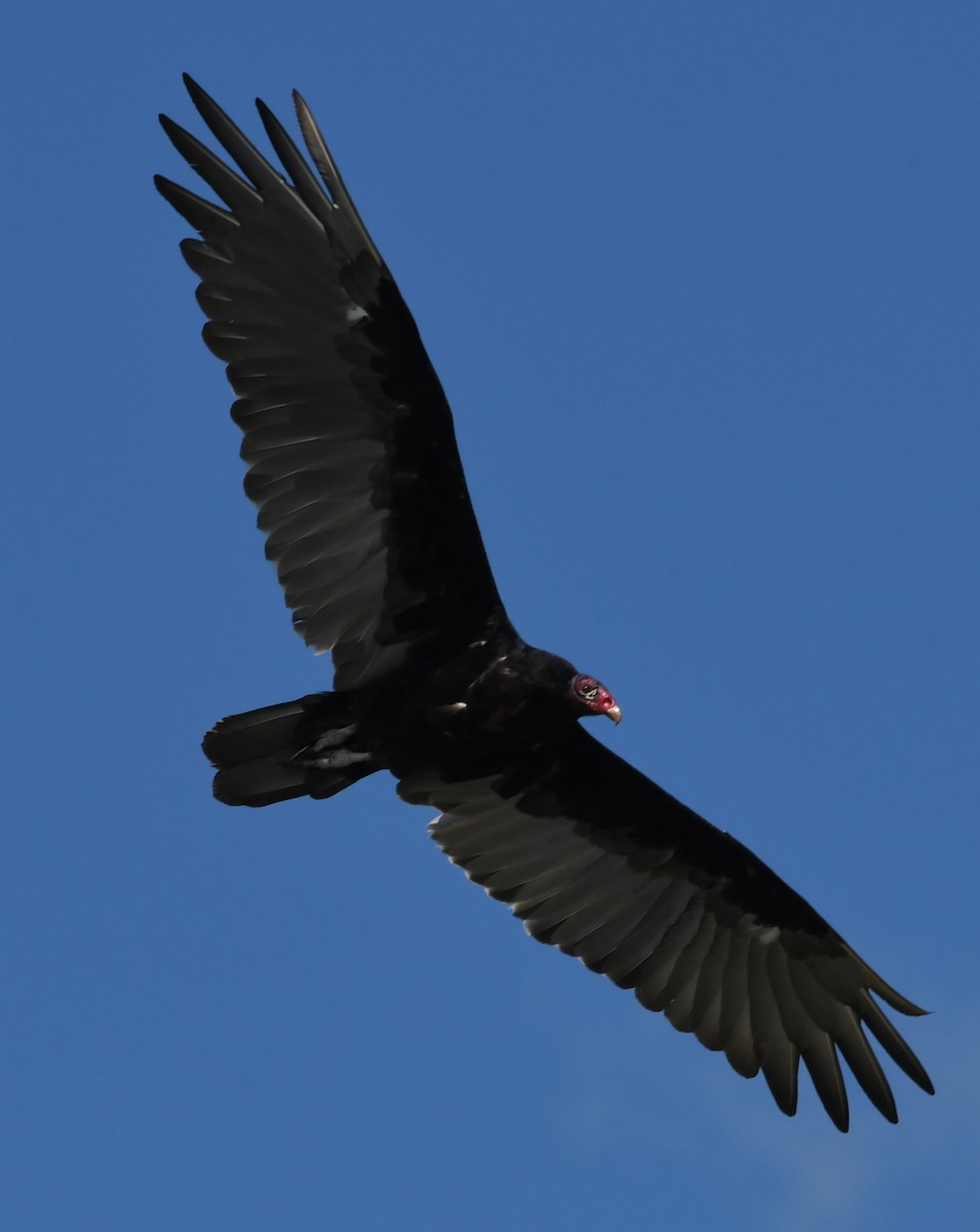 Turkey Vulture - ML61890521