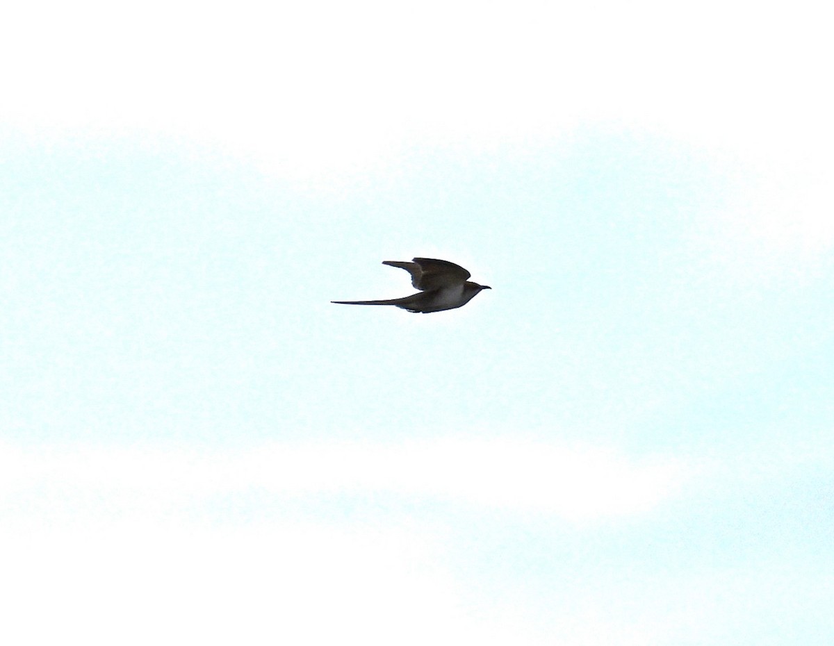 Black-billed Cuckoo - John Sojda