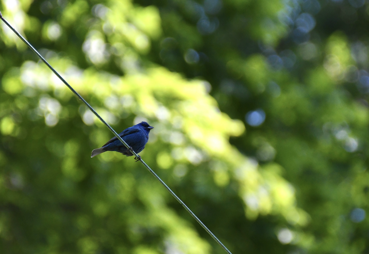 Indigo Bunting - Brady Wilson