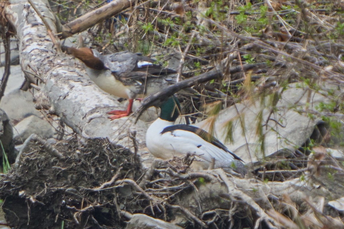 Common Merganser (North American) - Hunter Book