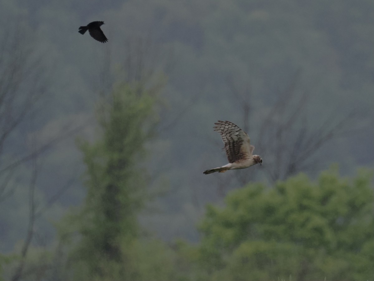 Northern Harrier - June Smith