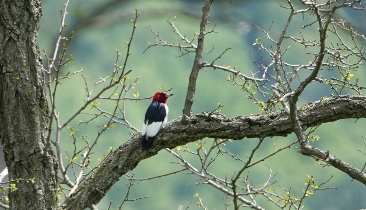Red-headed Woodpecker - Myrlene Staten