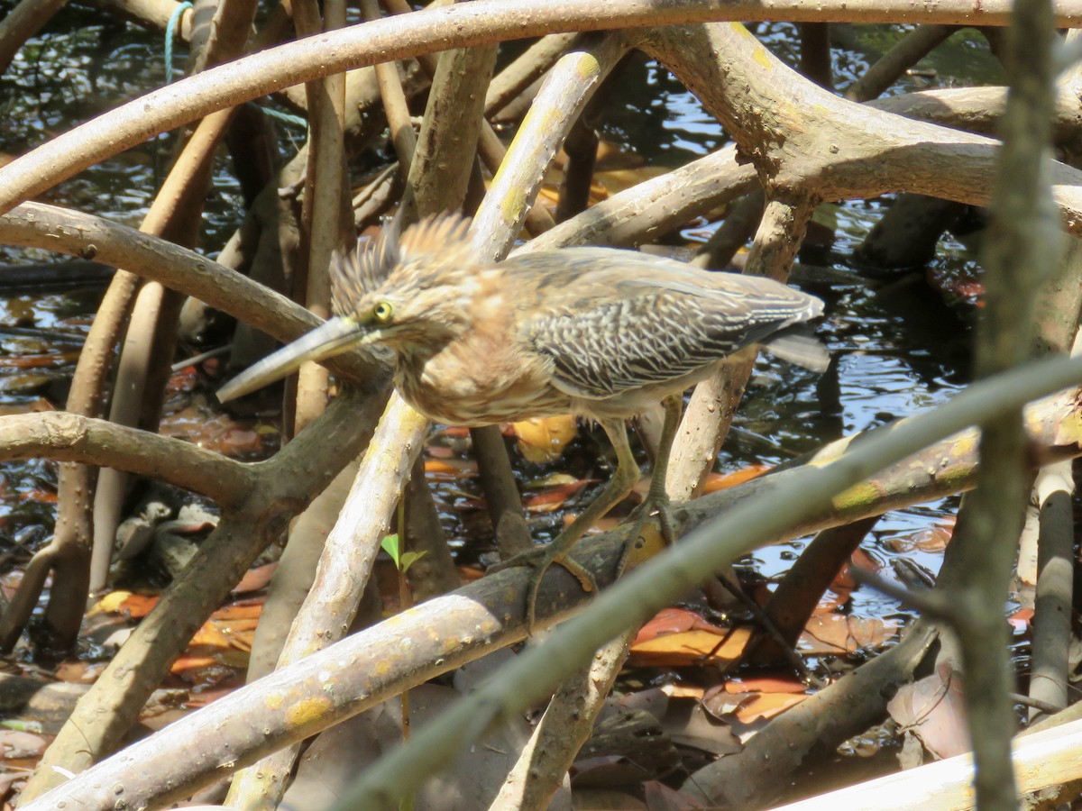 Green Heron - ML618905247