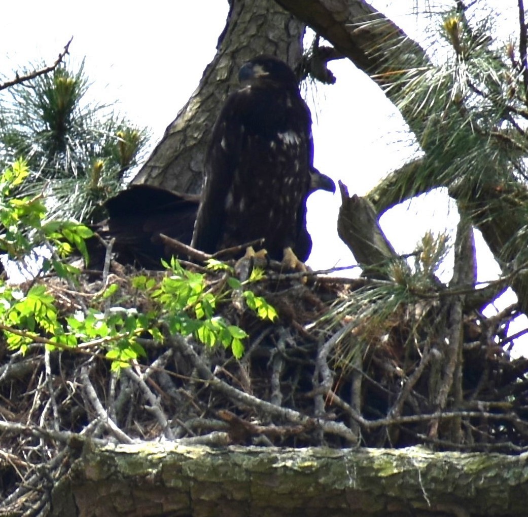 Bald Eagle - sonal shah