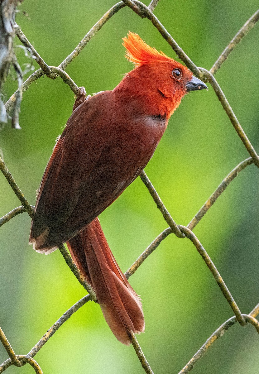 カンムリアリフウキンチョウ - ML618905254