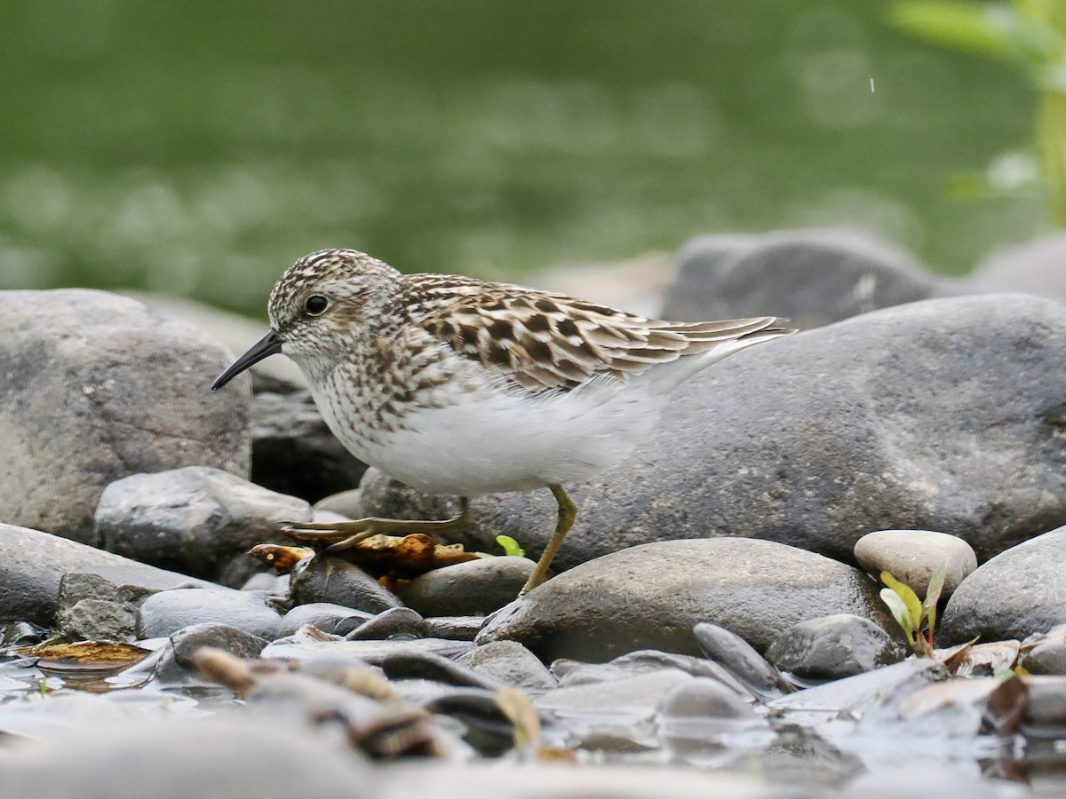 Least Sandpiper - June Smith