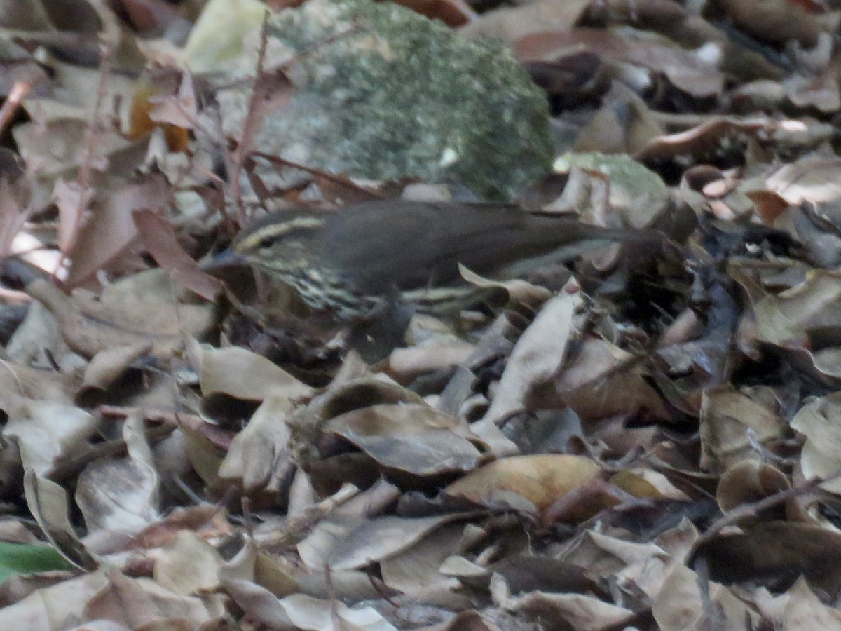 Northern Waterthrush - ML618905280