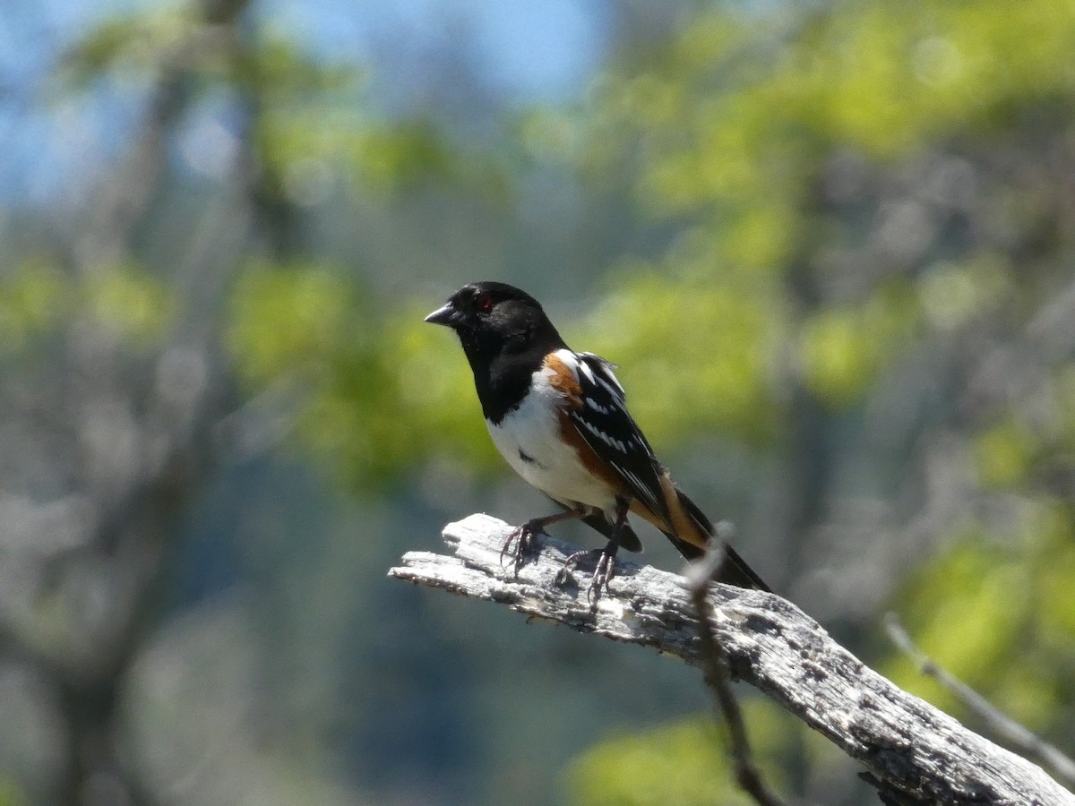 Spotted Towhee - Roberto Macay