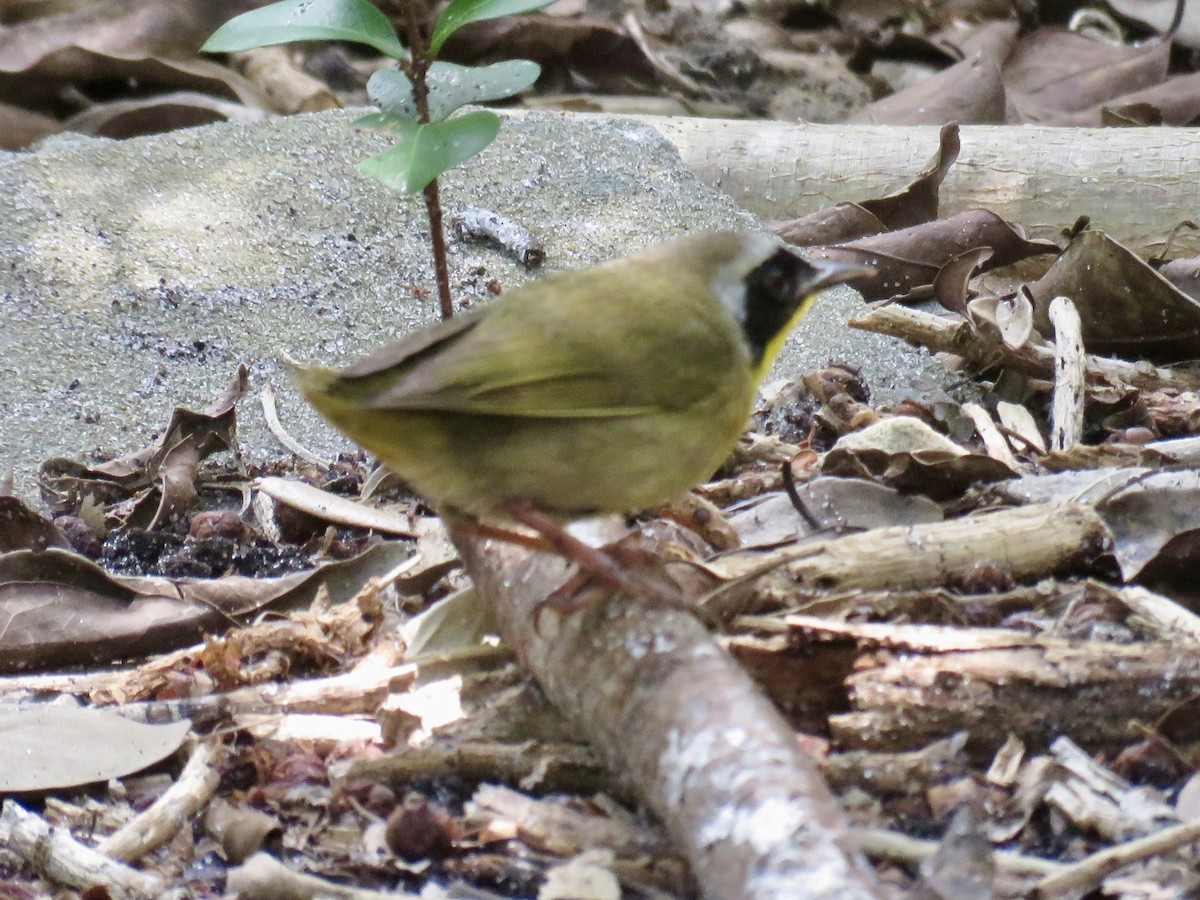 Paruline masquée - ML618905314