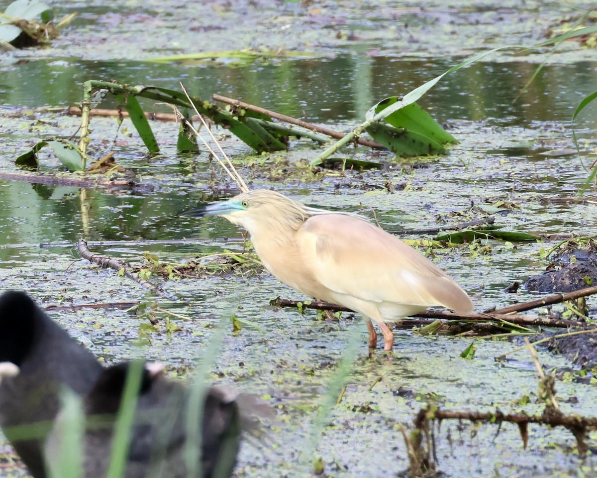 Squacco Heron - Sam Shaw