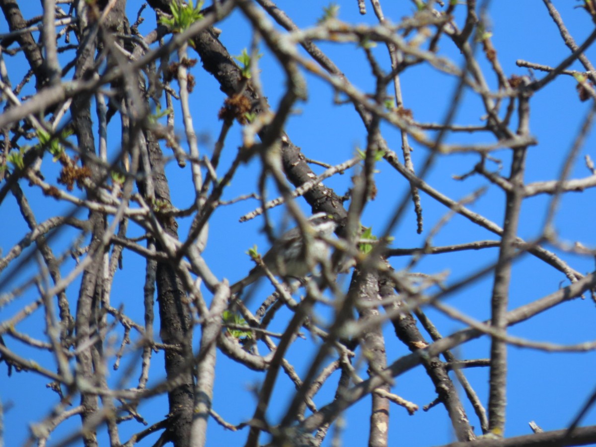 Black-throated Gray Warbler - Kenny Miller