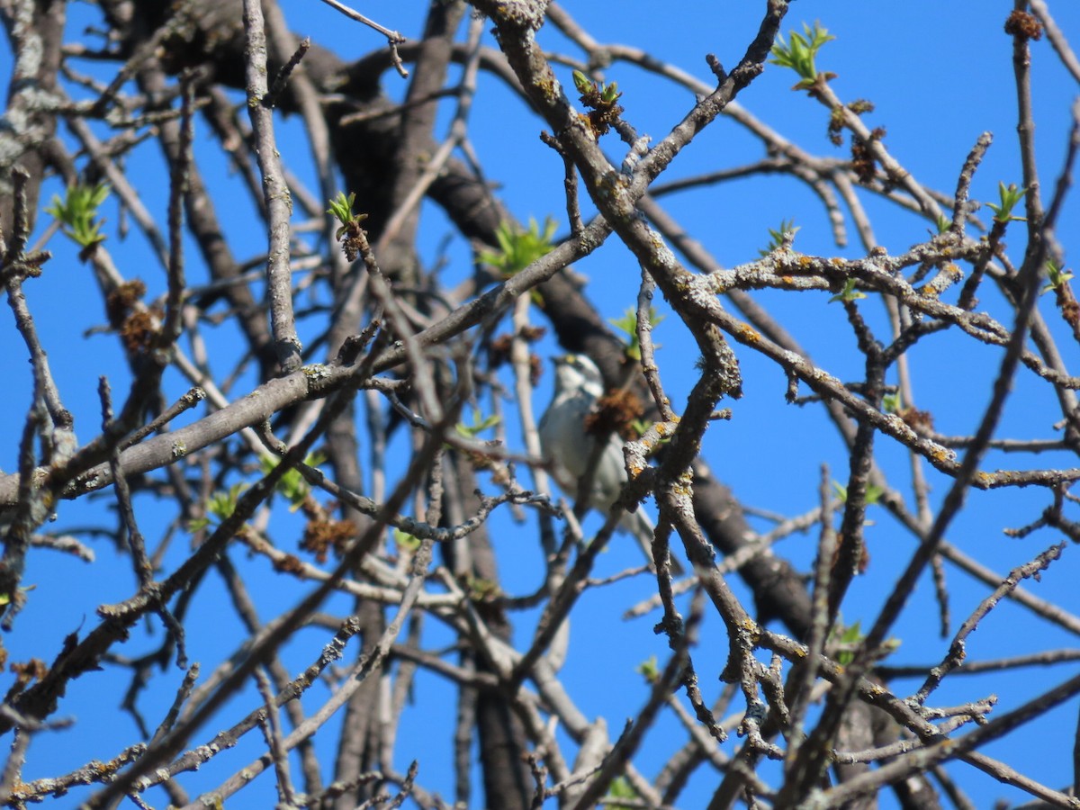 Black-throated Gray Warbler - Kenny Miller