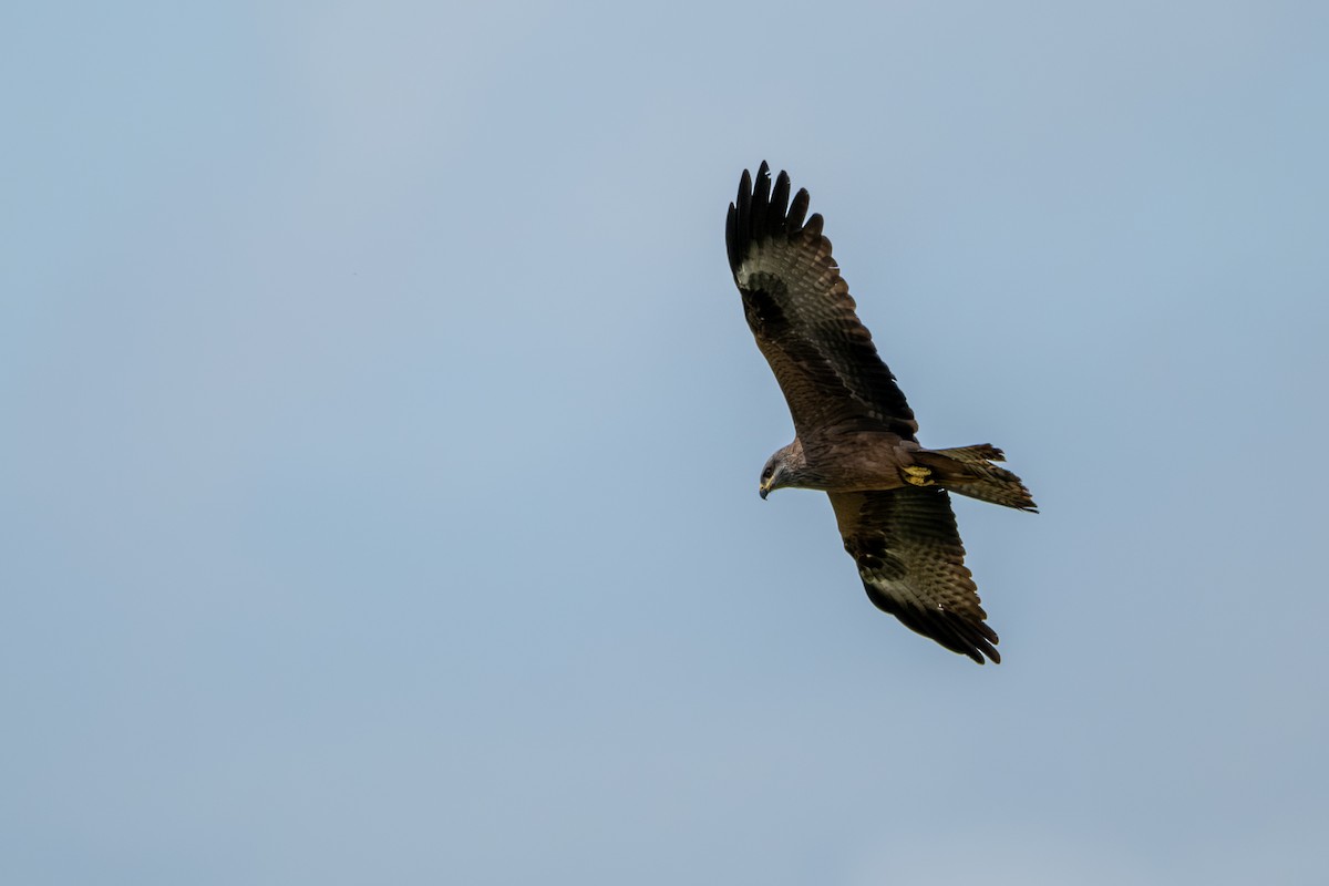 Black Kite - ML618905353