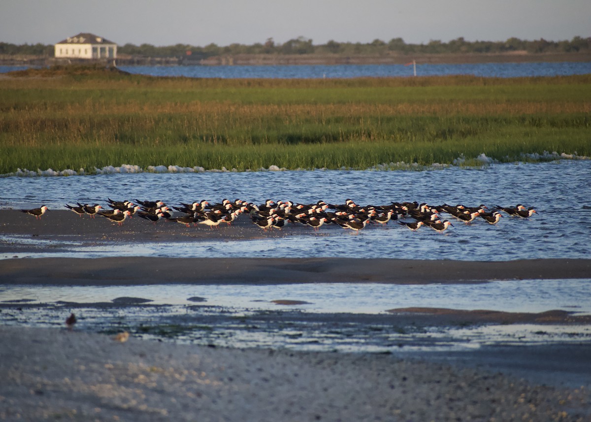 Black Skimmer - Maddie McElfresh