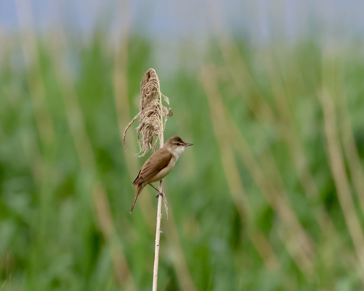 Great Reed Warbler - Sam Shaw