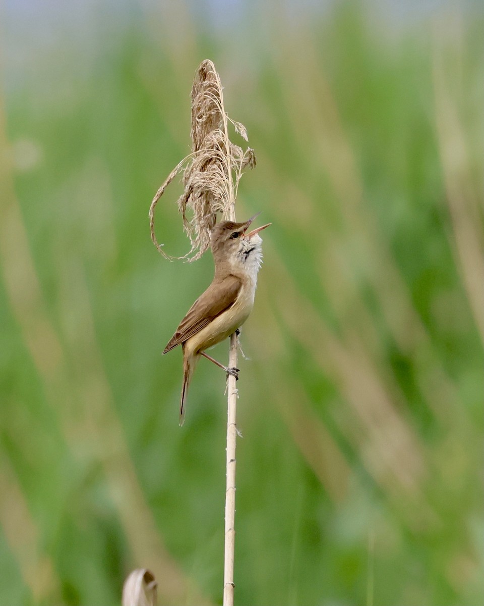 Great Reed Warbler - Sam Shaw