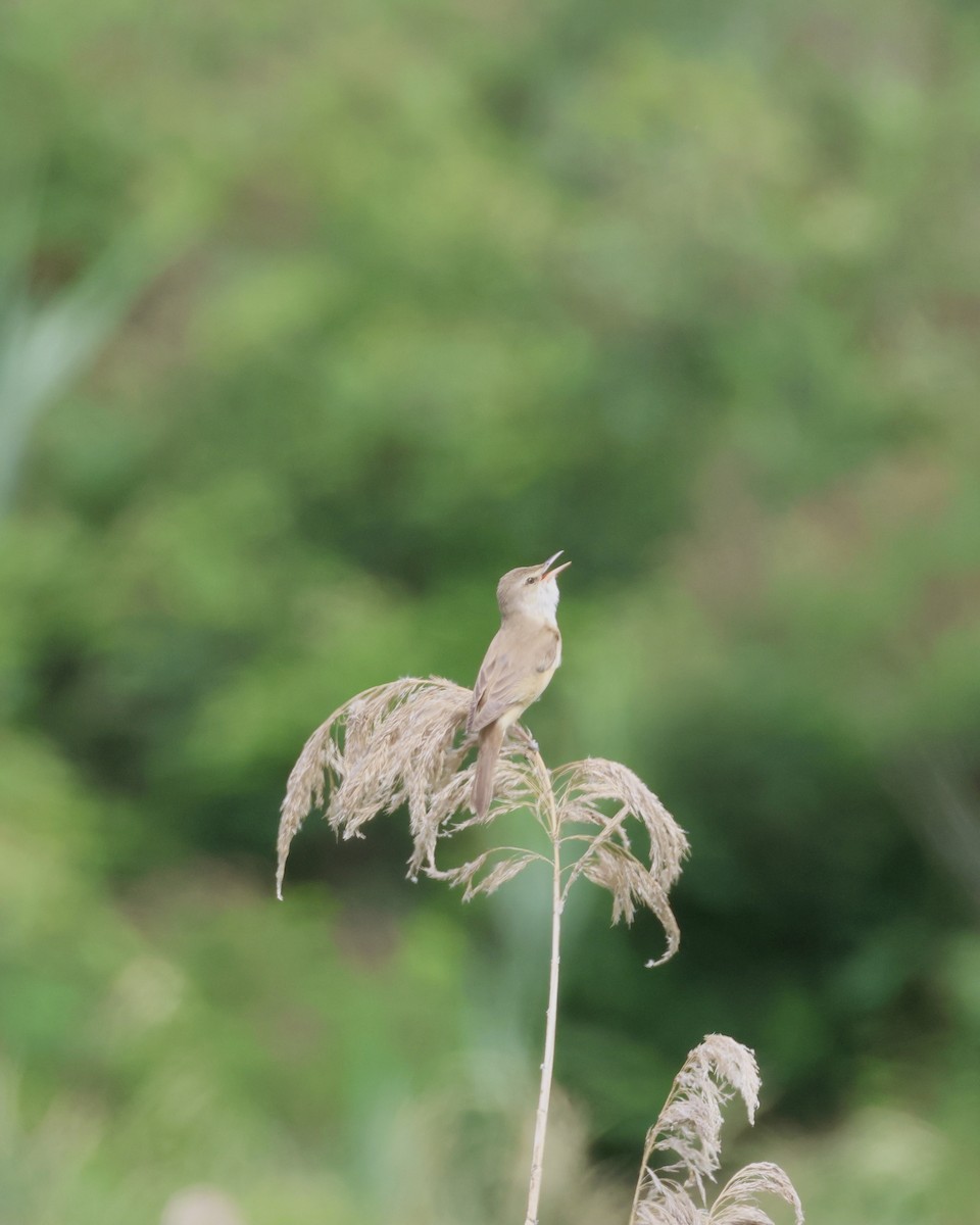 Great Reed Warbler - Sam Shaw