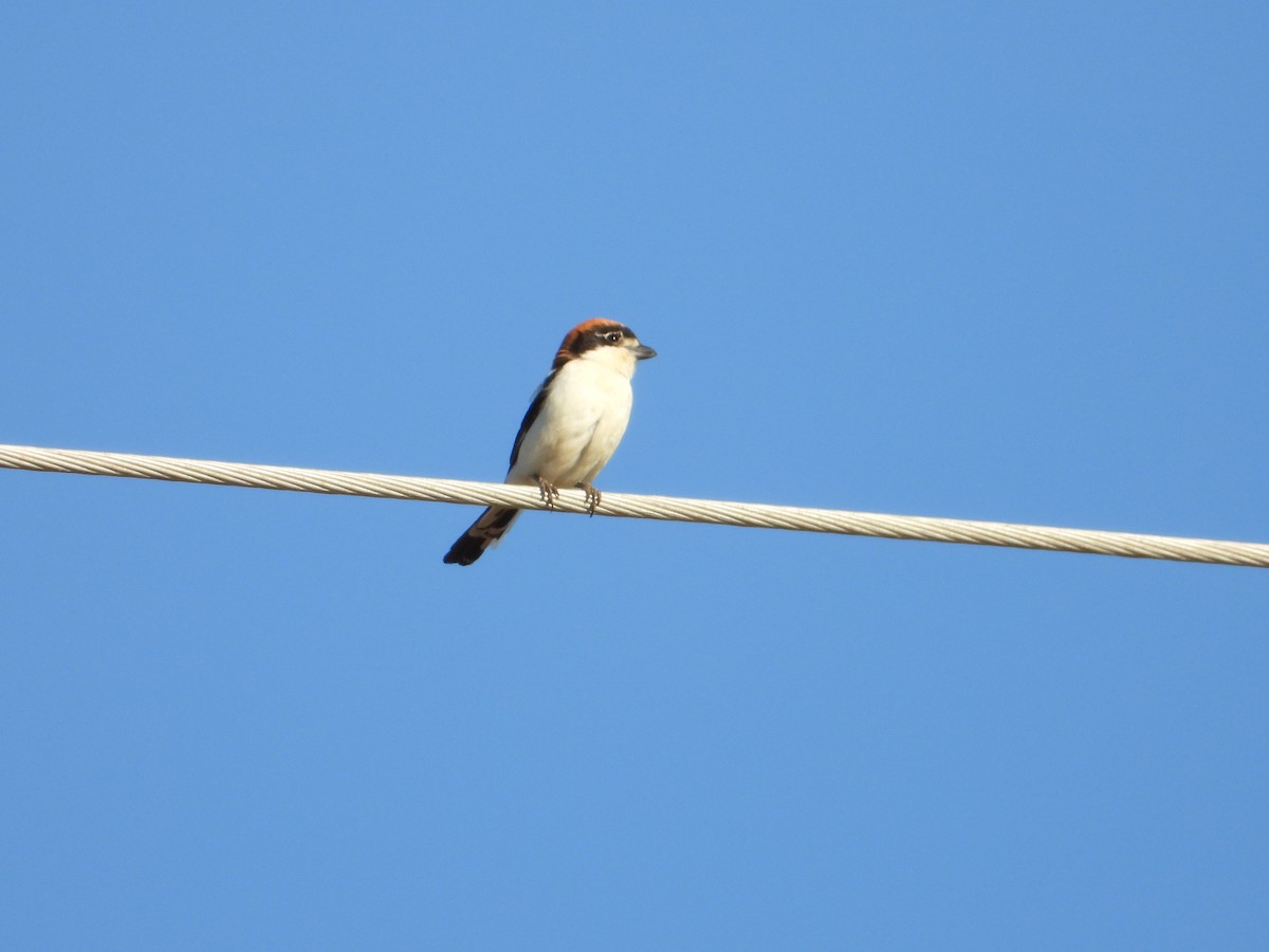 Woodchat Shrike - ML618905371