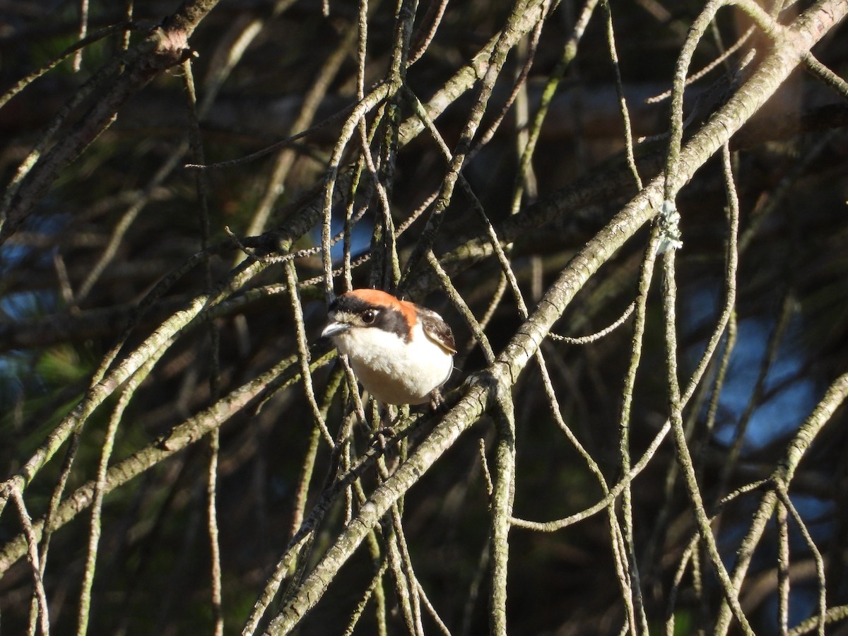 Woodchat Shrike - ML618905372