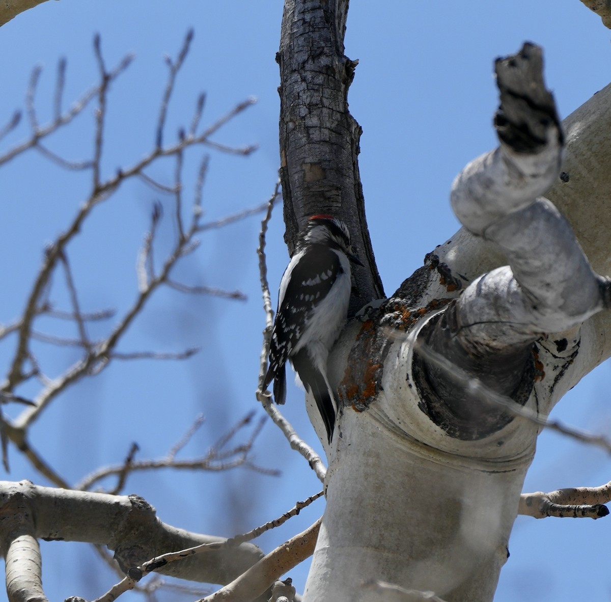 Downy Woodpecker - ML618905381