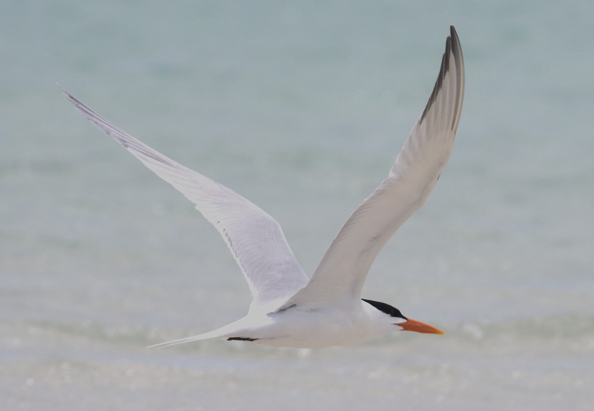 Royal Tern - Giuseppe Speranza