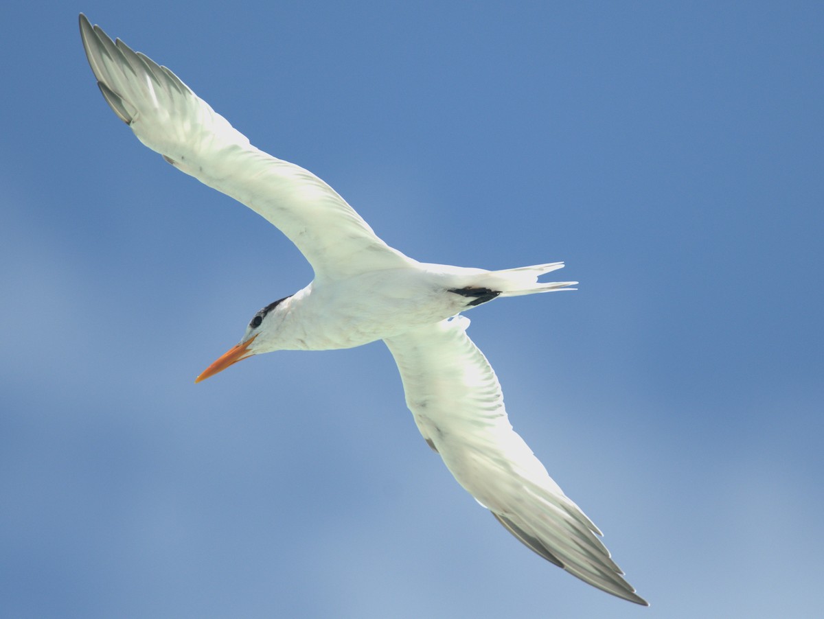 Royal Tern - Giuseppe Speranza