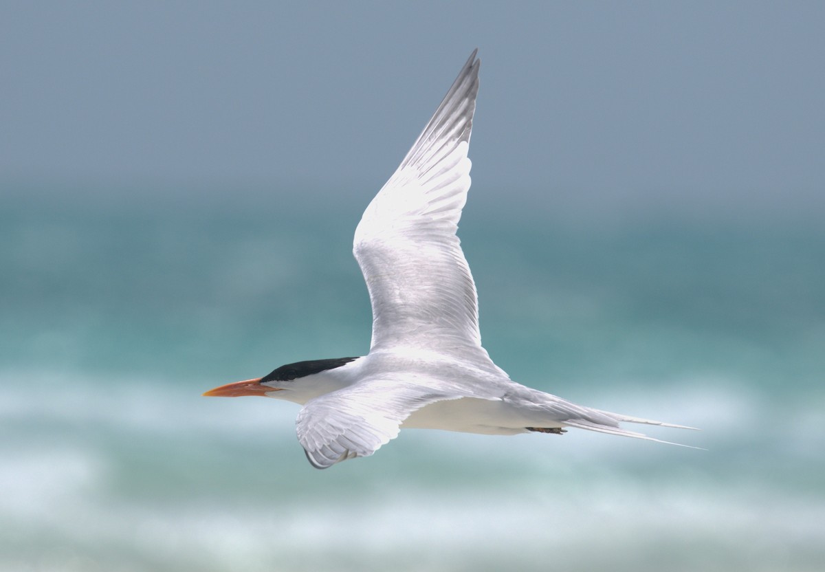 Royal Tern - Giuseppe Speranza