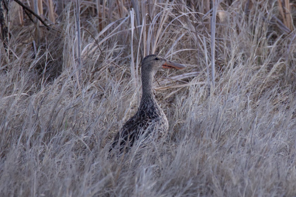 Northern Shoveler - A Branch