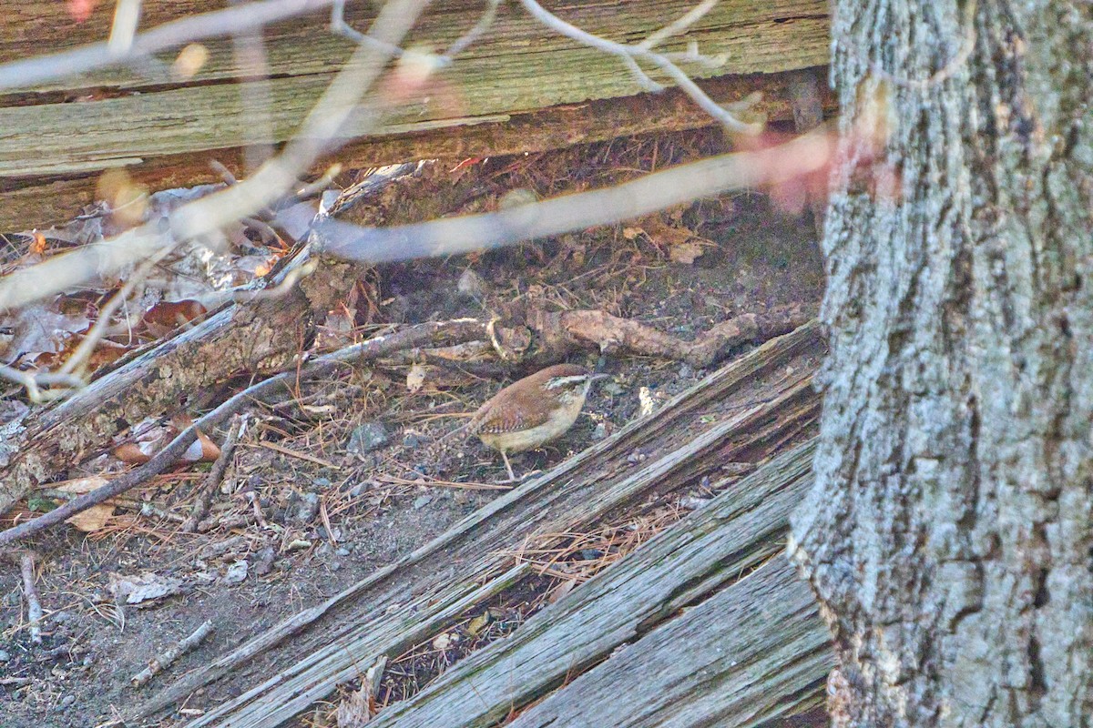 Carolina Wren - Hunter Book